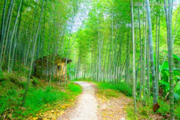 竹林小路