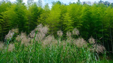 竹林芦苇