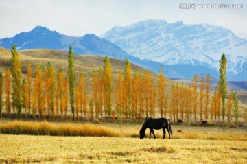 伊犁秋色美景