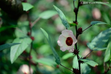 洛神花