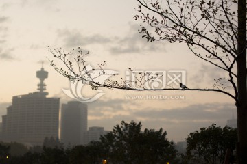 城市清晨里树上的小鸟