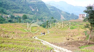 田野 秋收后的稻草