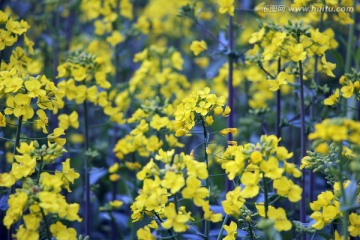 油菜花