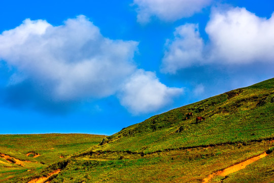 高山牧场