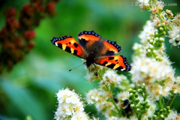 野花与蝴蝶