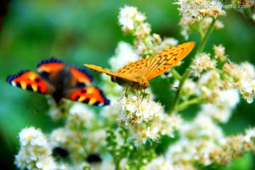 野花中的两只蝴蝶