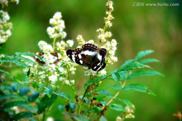 野花中的彩色蝴蝶