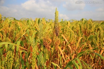 黍子地