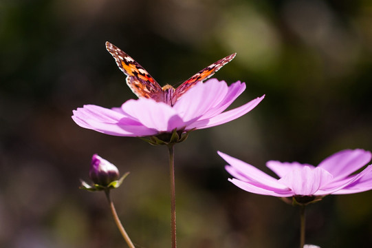 蝴蝶与格桑花