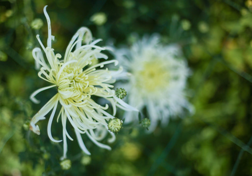 秋菊