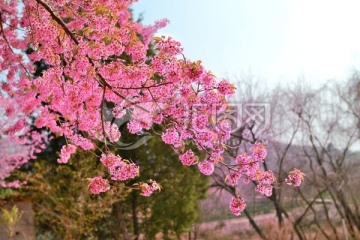 野樱花