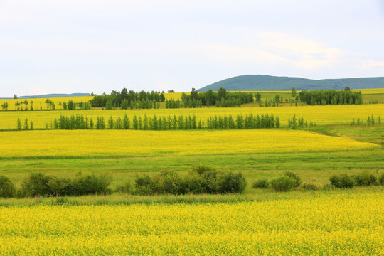 田野油菜花