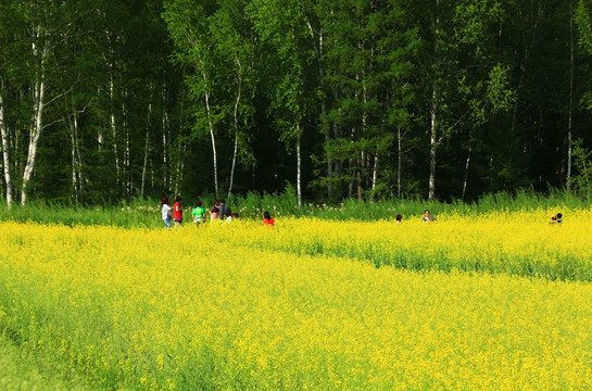 油菜花及赏花人