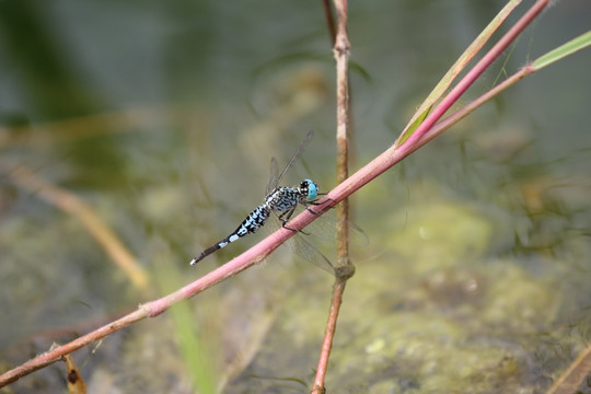 蓝蜻蜓