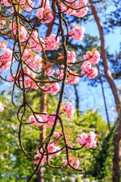 巴黎索村樱花节