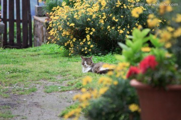 庭院里晒太阳的猫