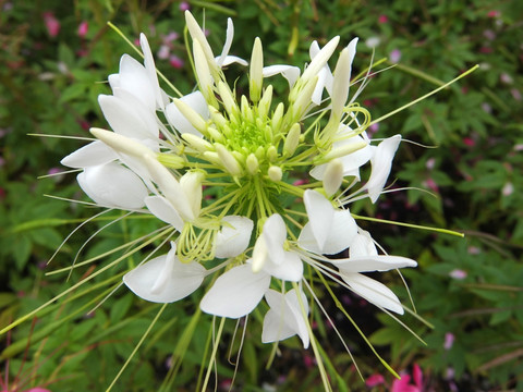 西洋白菜花