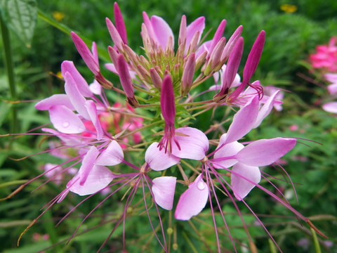 粉色針狀西洋白菜花JPG