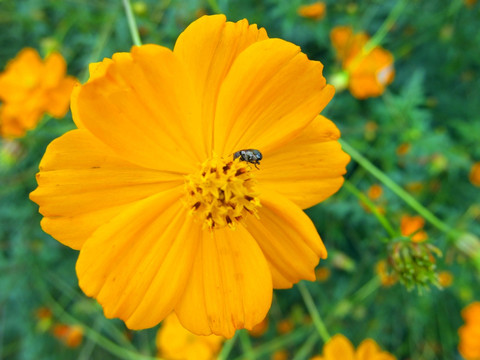 黄色硫华菊