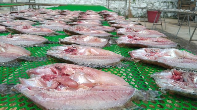 新鲜 桂鱼肉 晾晒 晒鱼