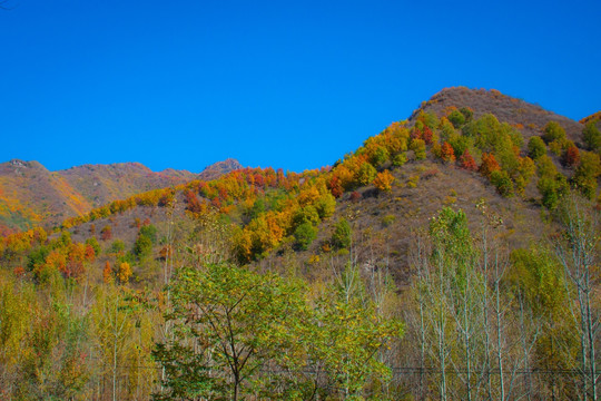 燕山秋色