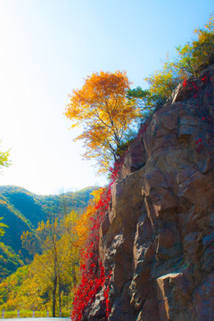 燕山秋色