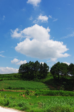 乡村风景