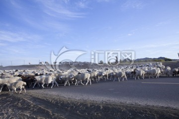 羊群过马路