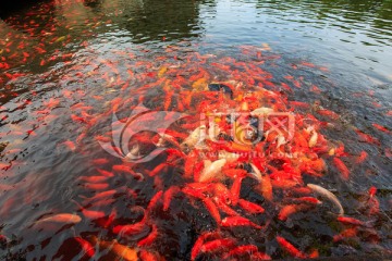 南湖园莲池红鲤鱼群鱼争食