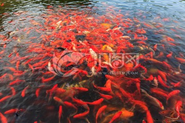 南湖园莲池红鲤鱼群鱼争食