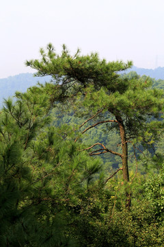 高山松