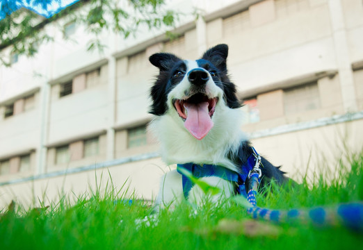 边境牧羊犬