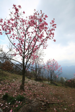 辛夷花树