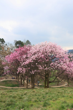 花树