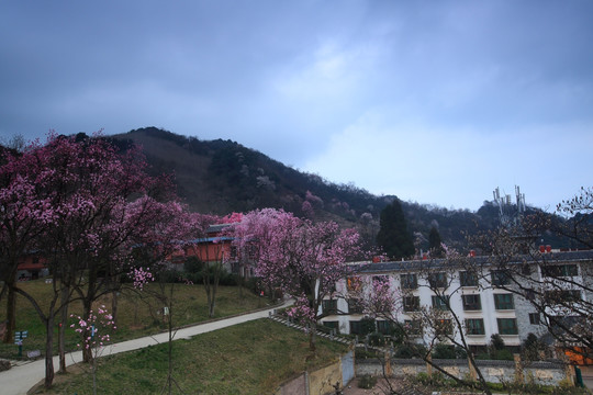 春天的山谷