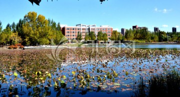 荷花池 大学校园