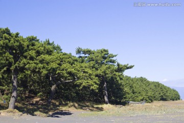 海边松林