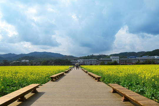 古田会议油菜花