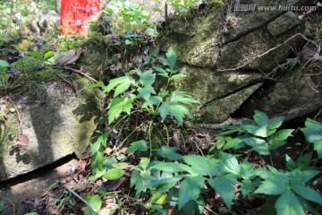 野生鹅脚板