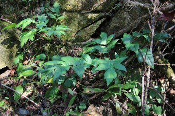 野生鹅脚板