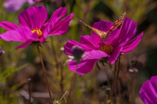 蝴蝶与格桑花