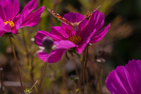 蝴蝶与格桑花