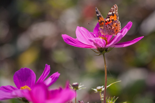 蝴蝶与格桑花