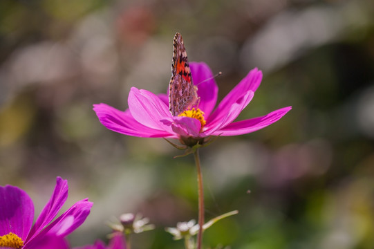 蝴蝶与格桑花