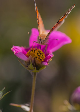 蝴蝶与格桑花