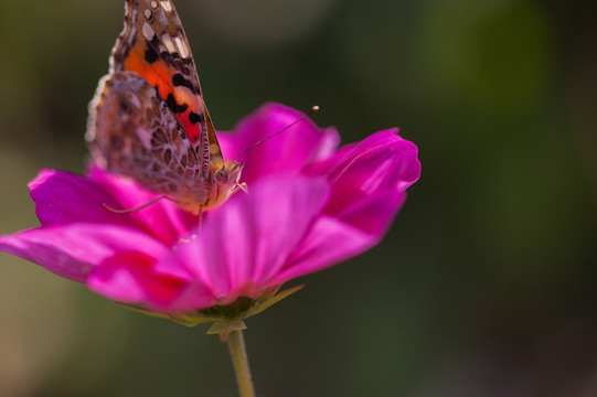 蝴蝶与格桑花