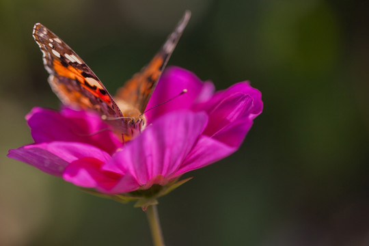 蝴蝶与格桑花