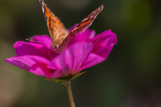 蝴蝶与格桑花