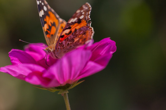 蝴蝶与格桑花