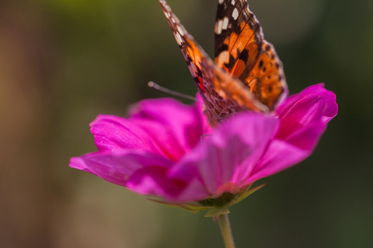 蝴蝶与格桑花